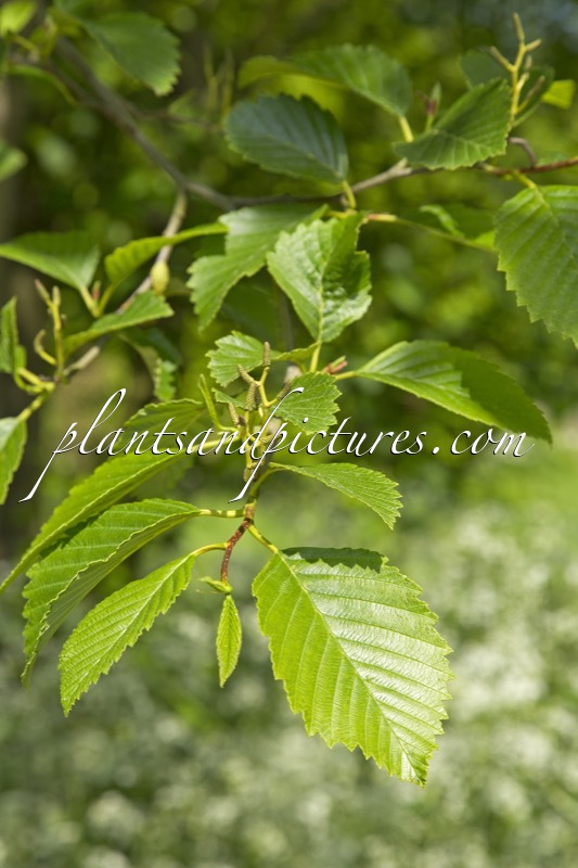 Alnus rubra