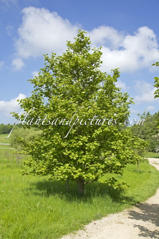 Alnus hirsuta