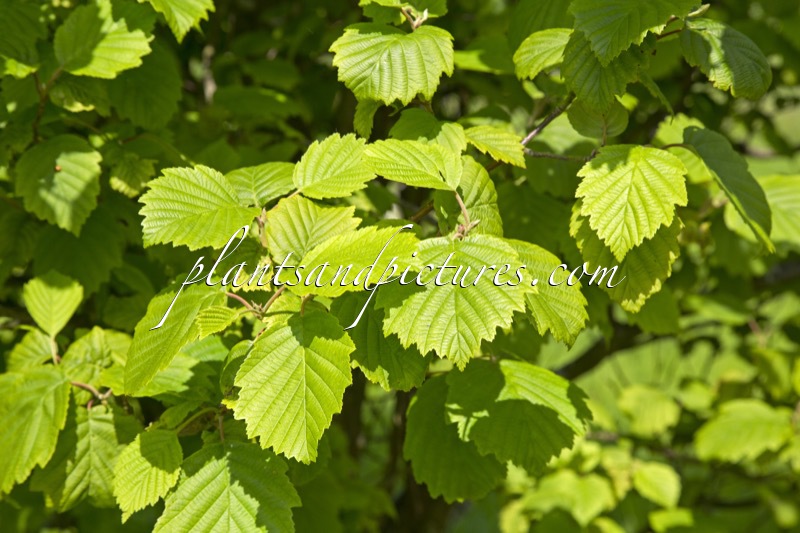 Alnus hirsuta