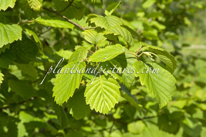 Alnus hirsuta