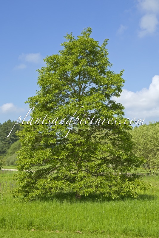 Alnus japonica