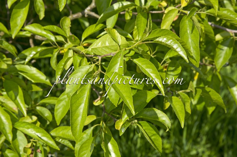 Alnus japonica