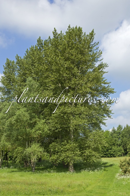 Populus tremula var. sieboldii