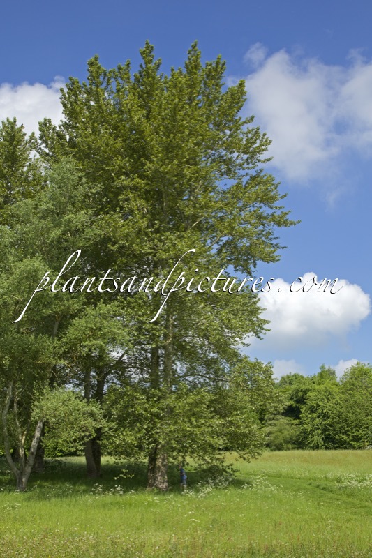 Populus tremula var. sieboldii