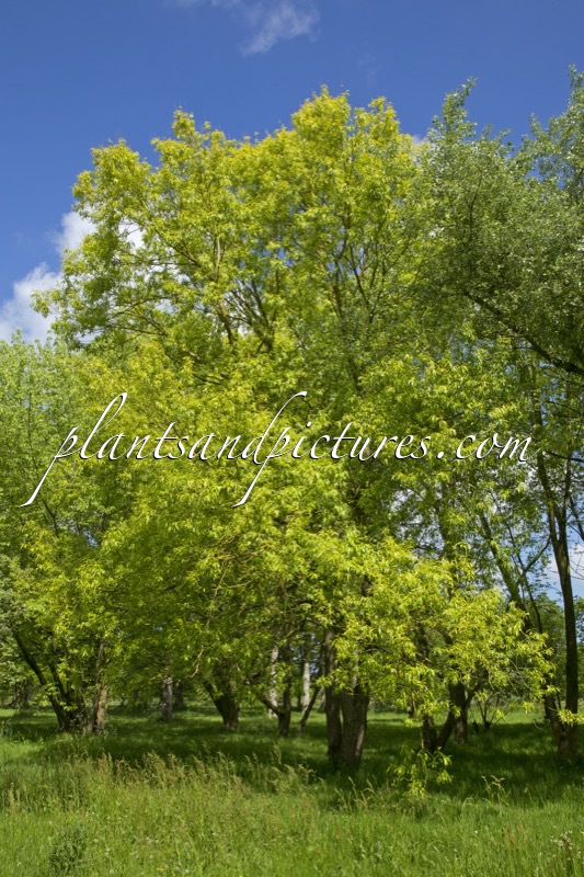 Salix alba ‘Aurea’