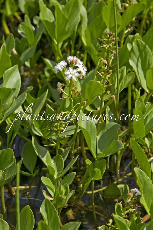Menyanthes trifoliata