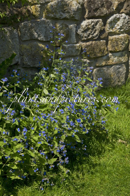 Anchusa officinalis