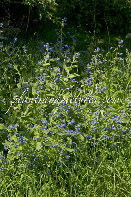 Anchusa officinalis