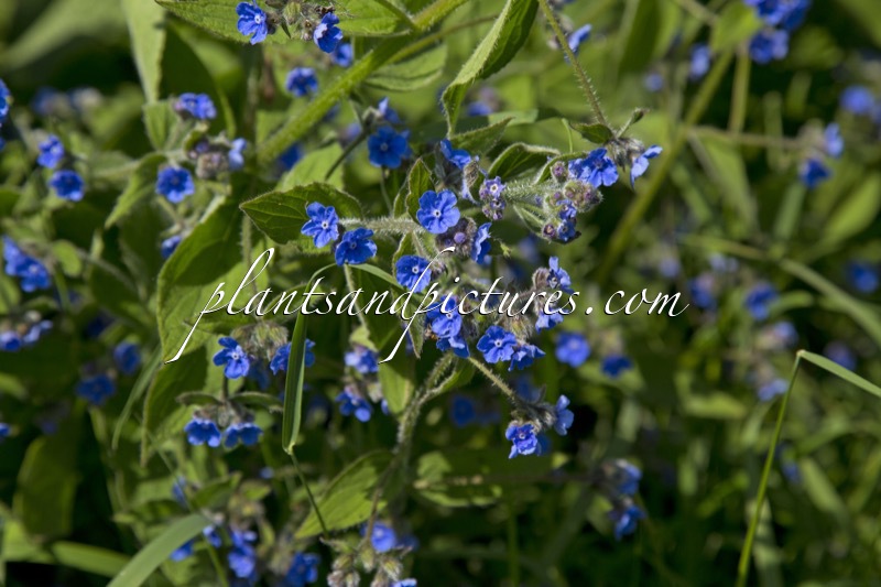 Anchusa officinalis