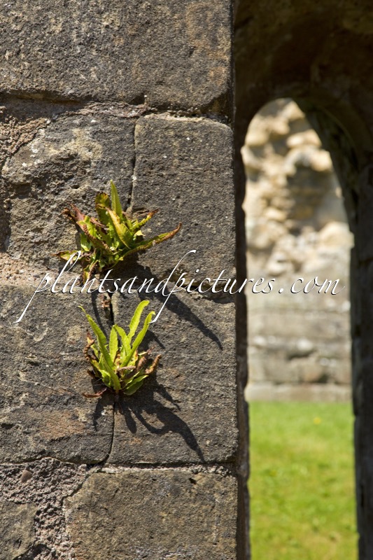 Asplenium scolopendrium