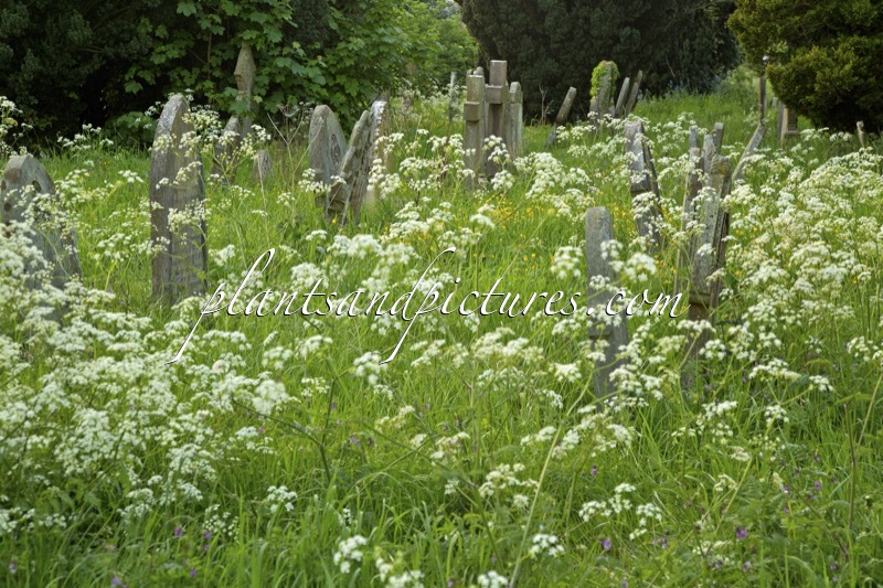Anthriscus sylvestris