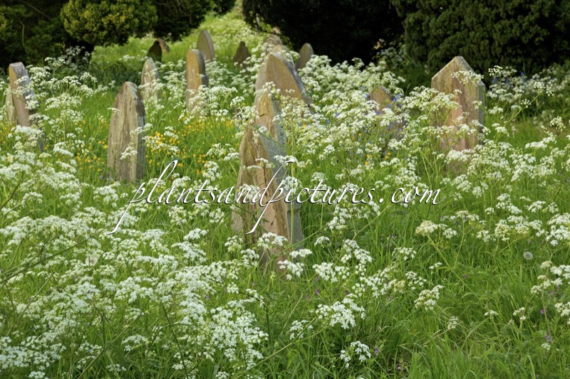 Anthriscus sylvestris