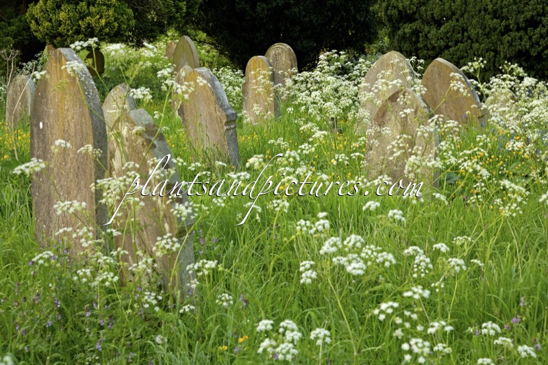 Anthriscus sylvestris