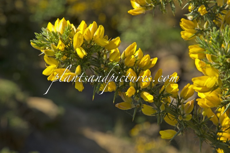 Ulex europaeus