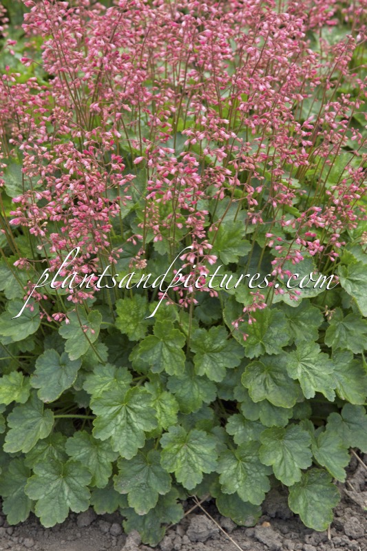 Heuchera ‘Tnheupp’ (LITTLE CUTIE PEPPERMINT)