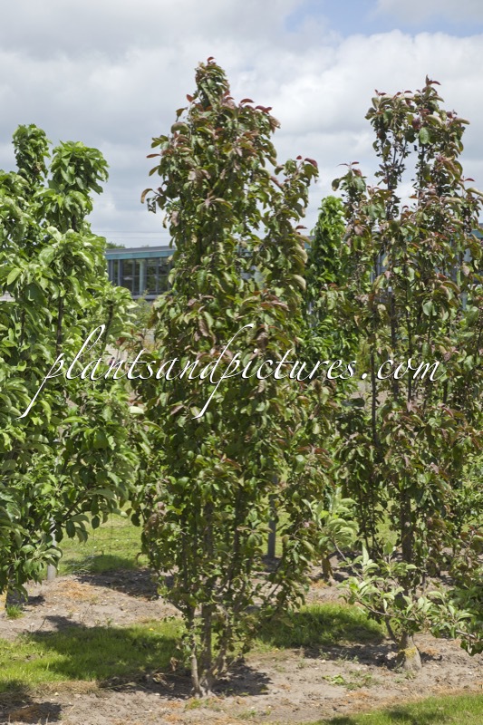 Malus domestica ‘Maypole’