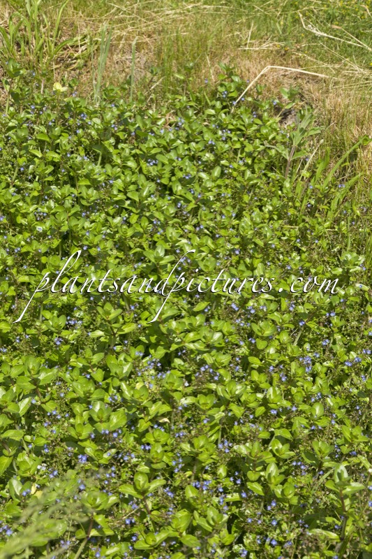 Veronica beccabunga