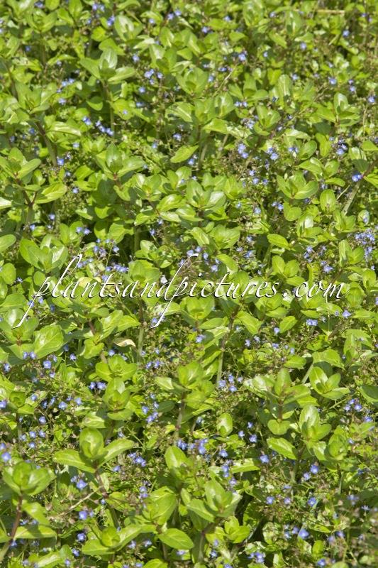 Veronica beccabunga