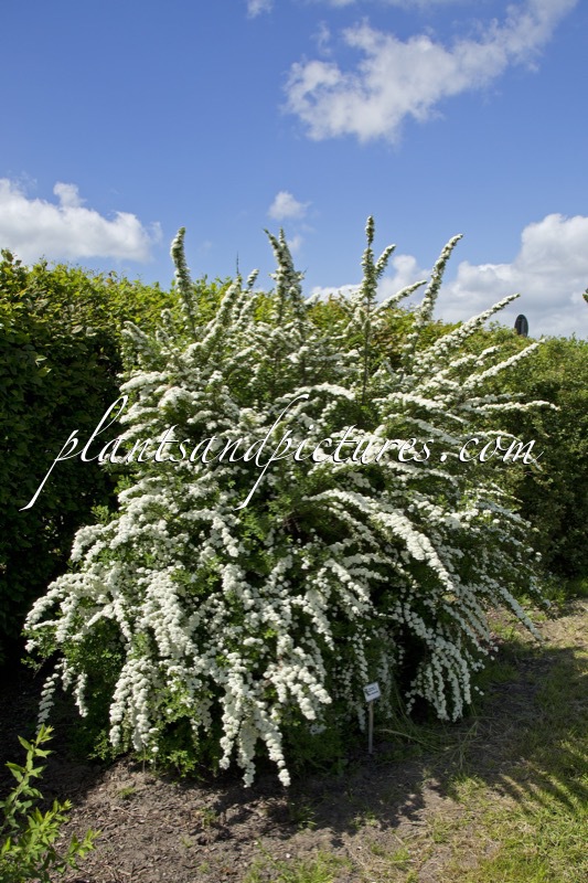 Spiraea nipponica