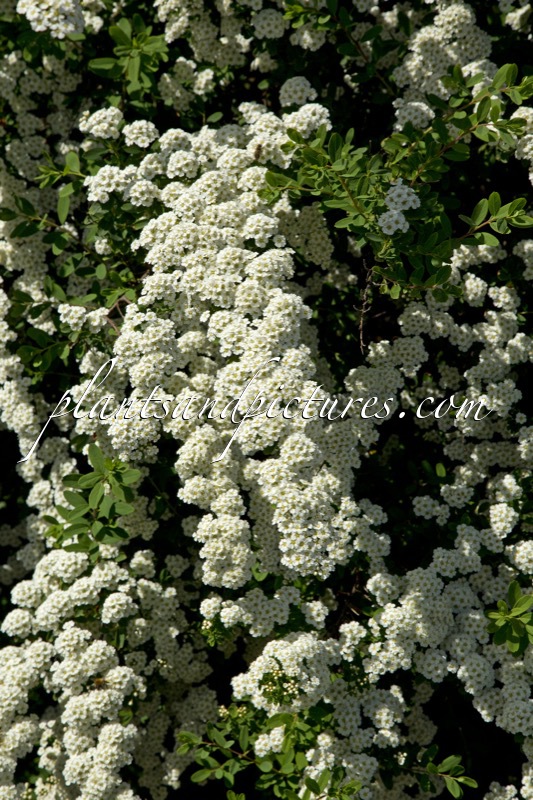 Spiraea nipponica