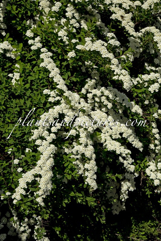 Spiraea nipponica