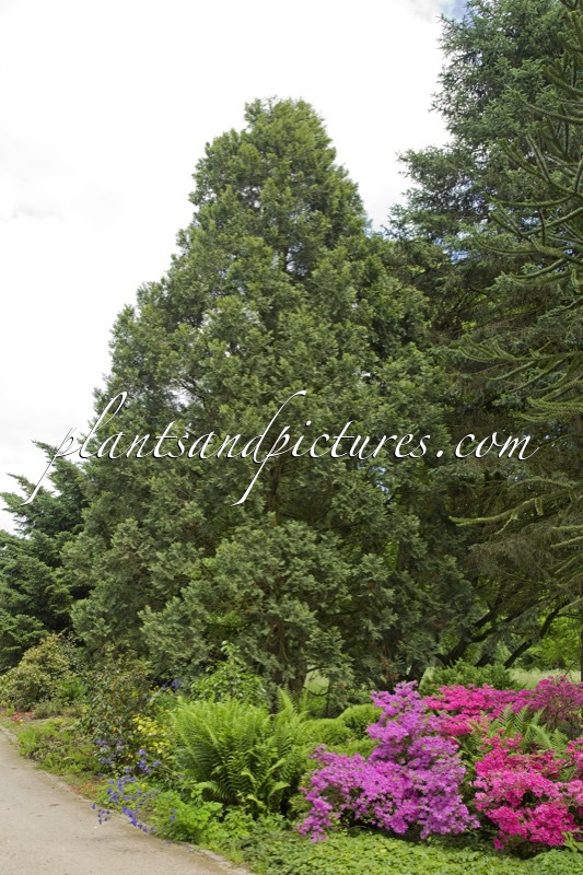 Austrocedrus chilensis