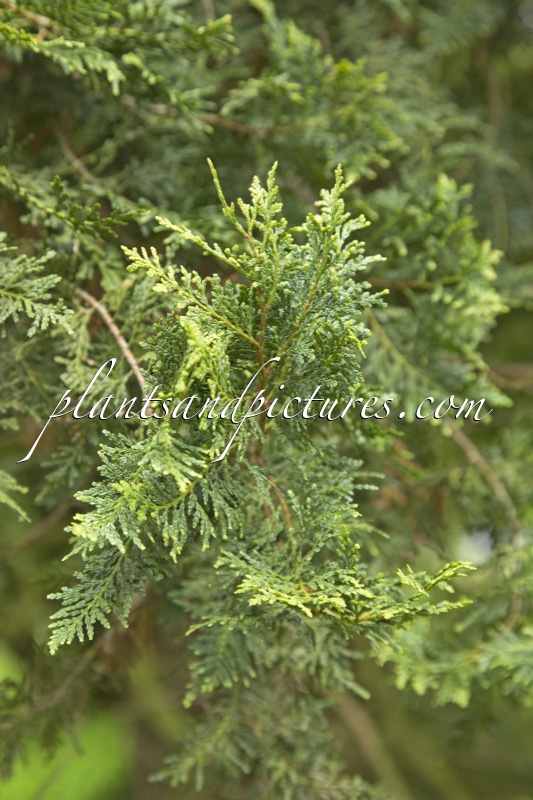 Austrocedrus chilensis