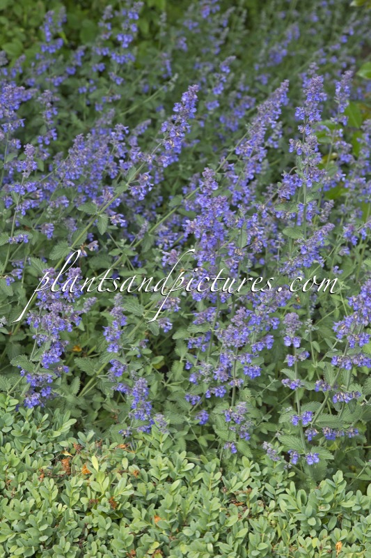 Nepeta ‘Six Hills Giant’