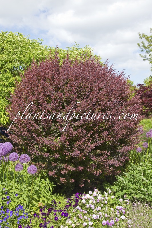 Berberis ottawensis ‘Superba’