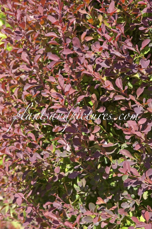 Berberis ottawensis ‘Superba’