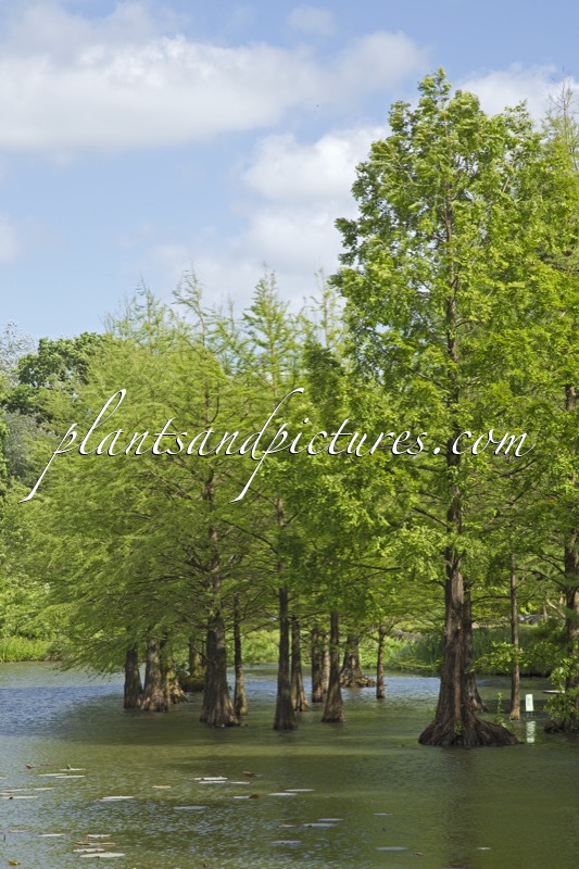 Taxodium distichum (+Taxodium distichum var. imbricatum)
