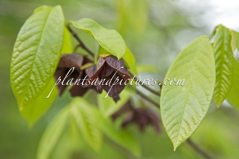 Asimina triloba
