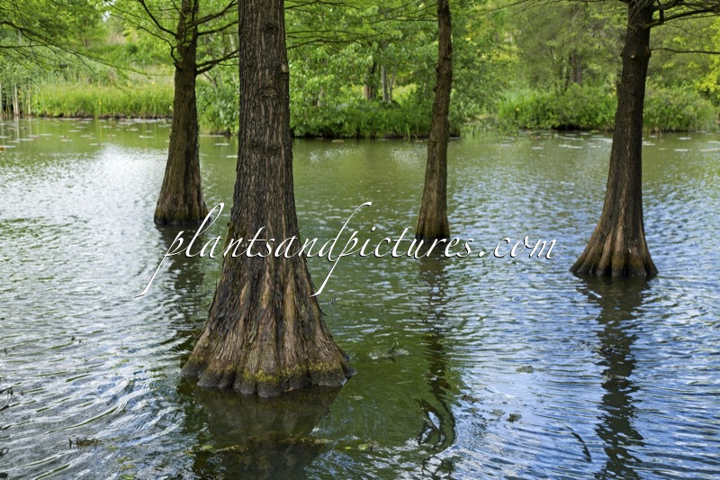 Taxodium distichum var. imbricatum