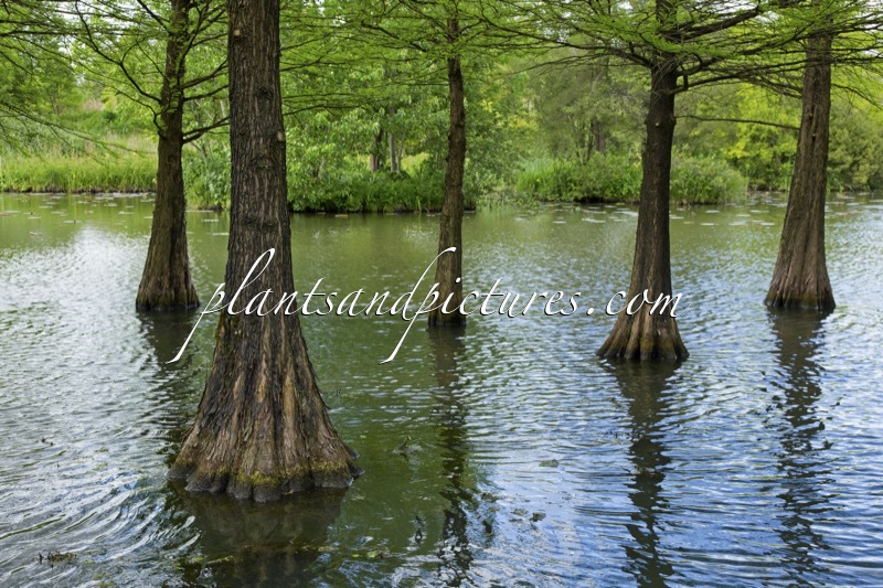 Taxodium distichum var. imbricatum