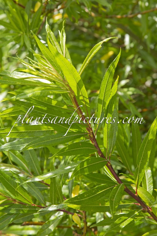 Salix udensis ‘Sekka’