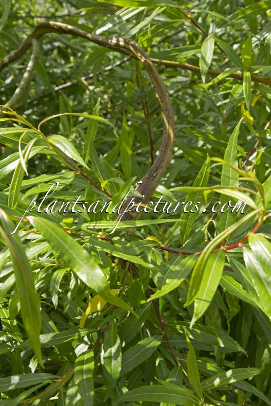 Salix udensis ‘Sekka’