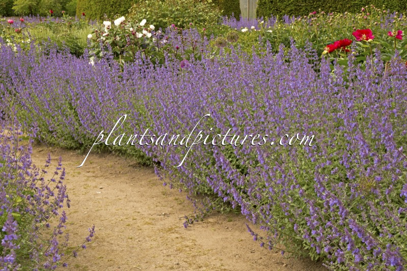Nepeta ‘Six Hills Giant’