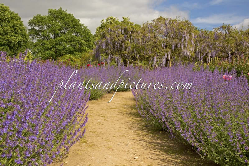Nepeta ‘Six Hills Giant’