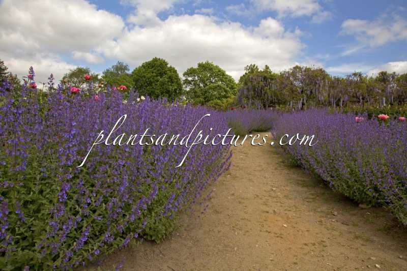 Nepeta ‘Six Hills Giant’
