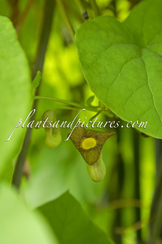 Aristolochia macrophylla