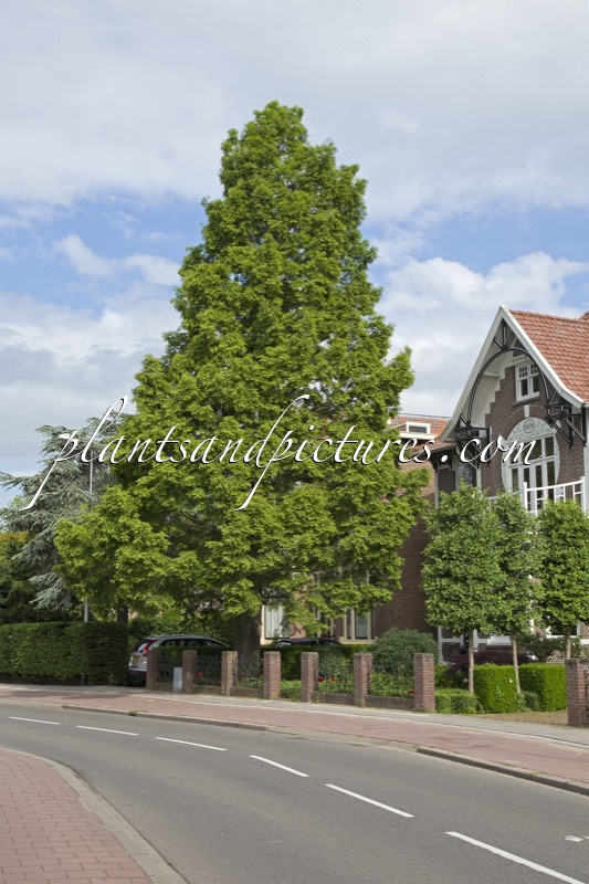 Metasequoia glyptostroboides