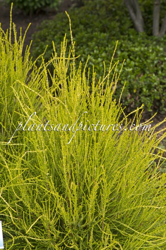 Platycladus orientalis ‘Franky Boy’