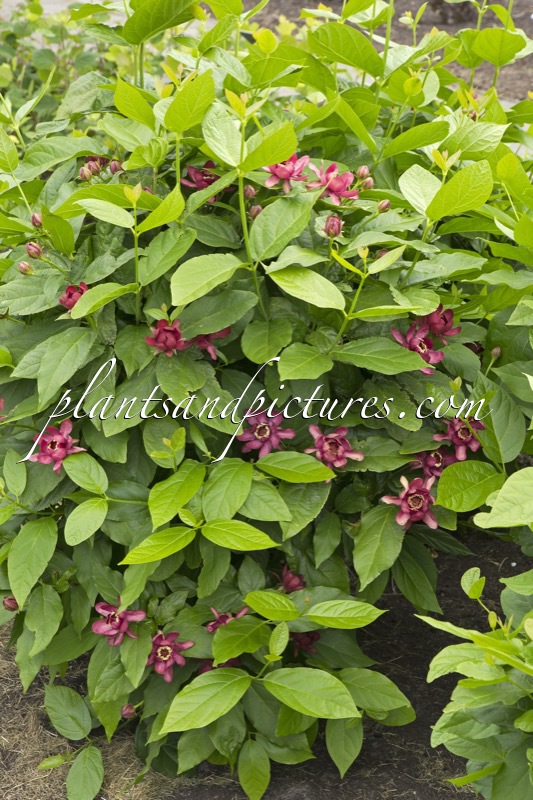 Calycanthus raulstonii ‘Aphrodite’