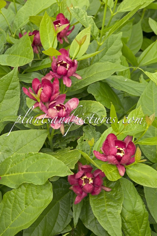 Calycanthus raulstonii ‘Aphrodite’