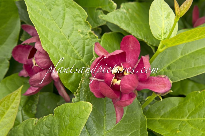 Calycanthus raulstonii ‘Aphrodite’