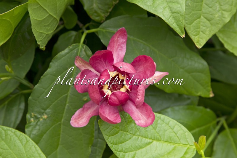 Calycanthus raulstonii ‘Aphrodite’