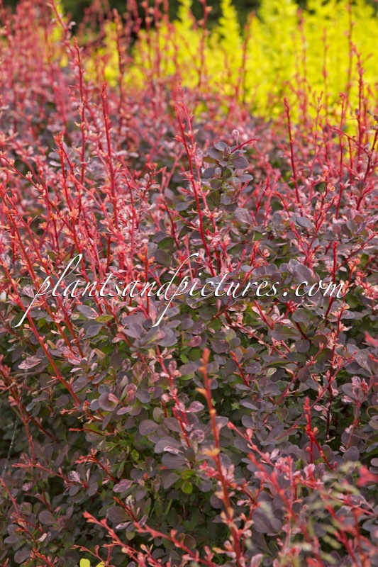 Berberis thunbergii ‘Hoho 1’ (FLAMINGO)