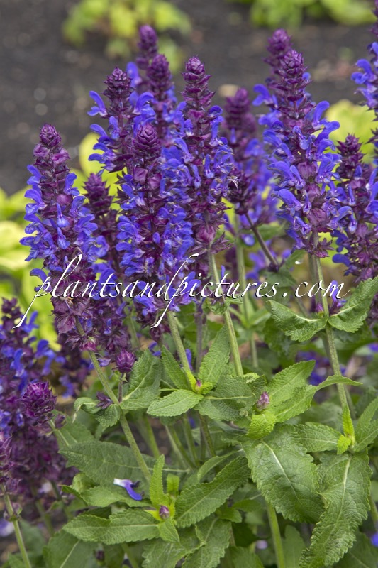 Salvia nemorosa ‘Blue Marvel’