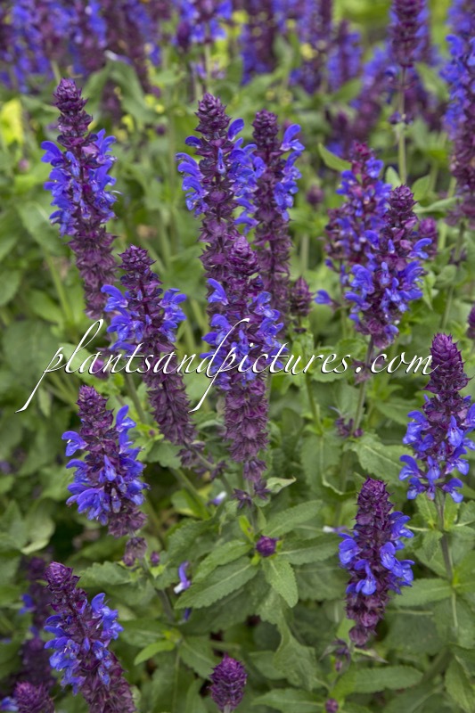 Salvia nemorosa ‘Blue Marvel’