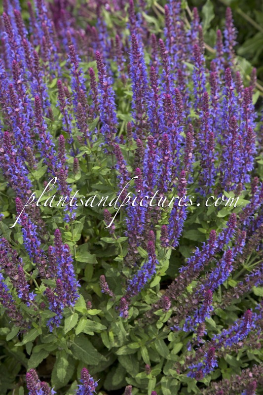 Salvia nemorosa ‘Flor Sal Sky’ (SENSATION SKY BLUE)